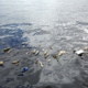 plastic needs ocean cleanup project