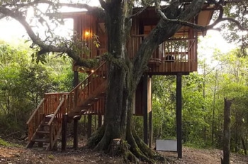 Mount Totumas Cloud Forest Preserve Howler Tree Cabin