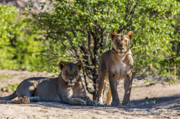 Namibia Eco Lodges-Tours at Okonjima