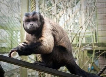 Kodak is one of the primates at The Monkey Sanctuary