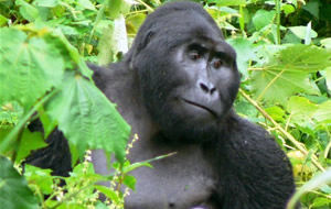 Green World Safaris-Uganda