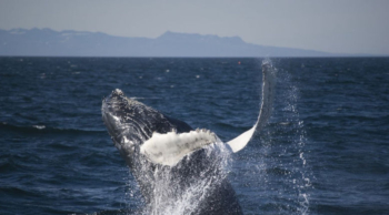 Elding Adventure at Sea-Iceland