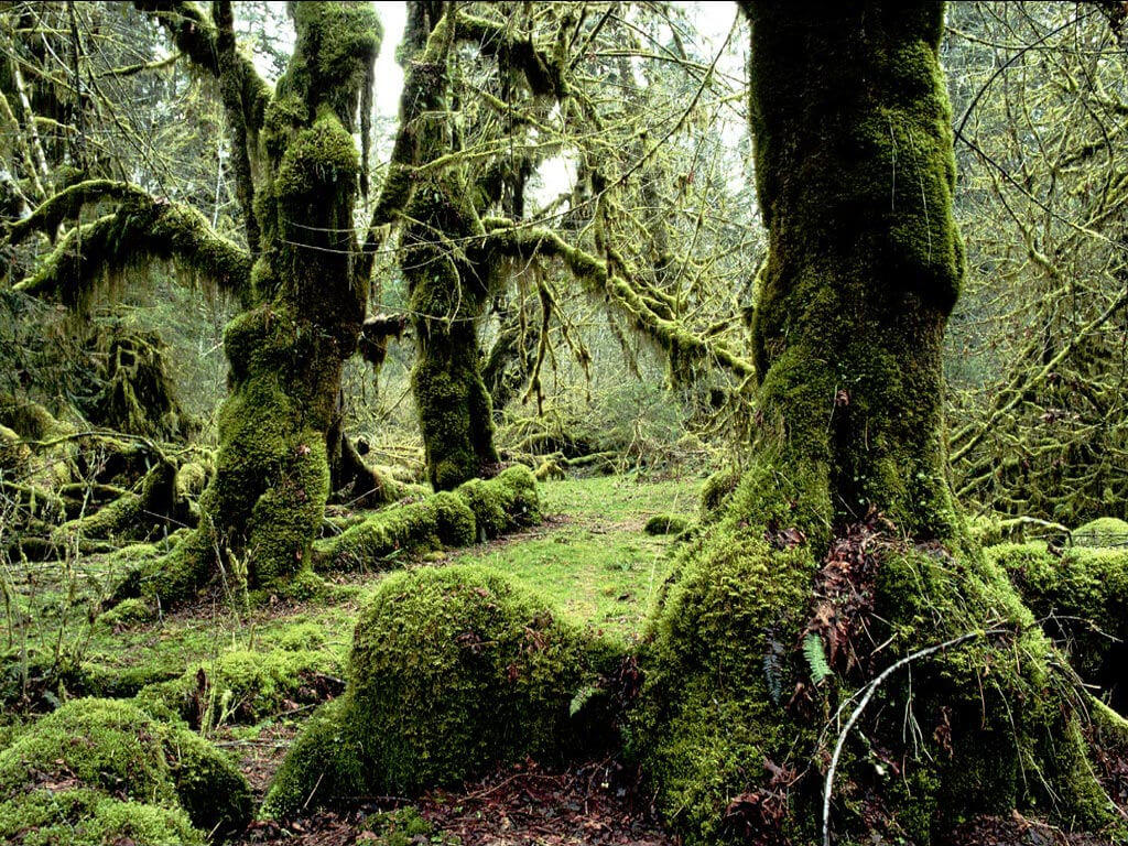 Guatemala Eco Lodges vegetation