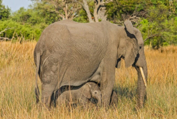 Botswana-African Bush elephant