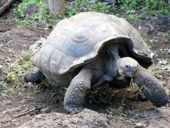 South America Ecotourism-Ecuador-Giant Galapagos turtle