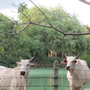 FaaSai Resort and Spa-Thailand-Our Cows