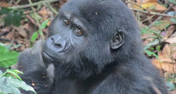 Mountain Gorilla Safari