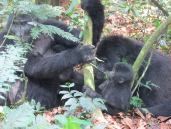 Mountain Gorilla Safari Family Group