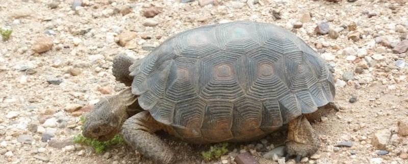 Endangered species in my yard-Desert Tortoise